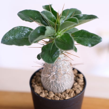 パキポディウム サンデルシー / Pachypodium saundersii / KN1516