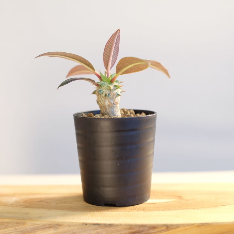 パキポディウム バロニー×ウィンゾリー / Pachypodium baronii