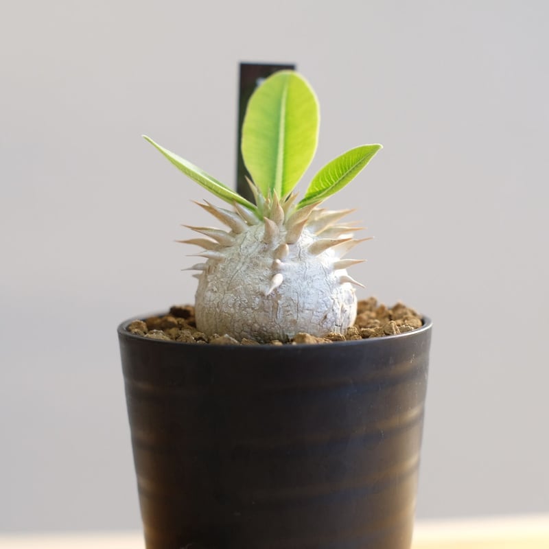 パキポディウム エブレネウム / Pachypodium eburneum | 塊根植物 小苗