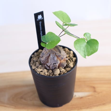 ディオスコレア エレファンティペス / Dioscorea elephantipes