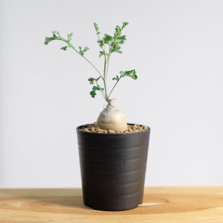 ペラルゴニウム パキポディウム / Pelargonium sp. cf. pachypodium