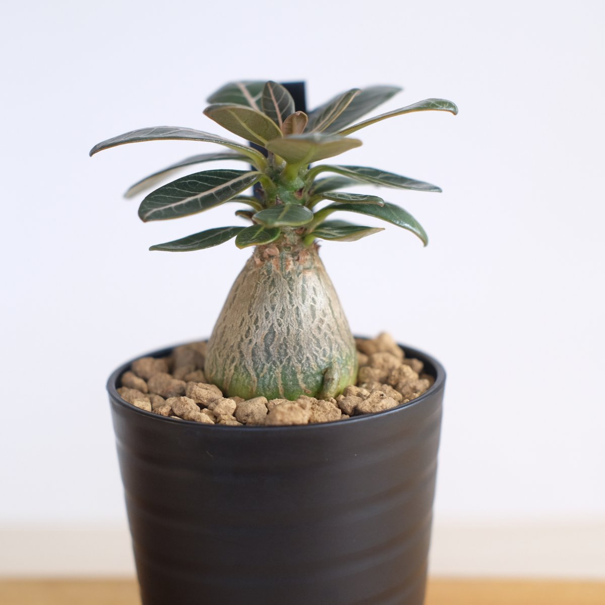 アデニウム ソコトラナム（純血） / Adenium socotranum / KN1280