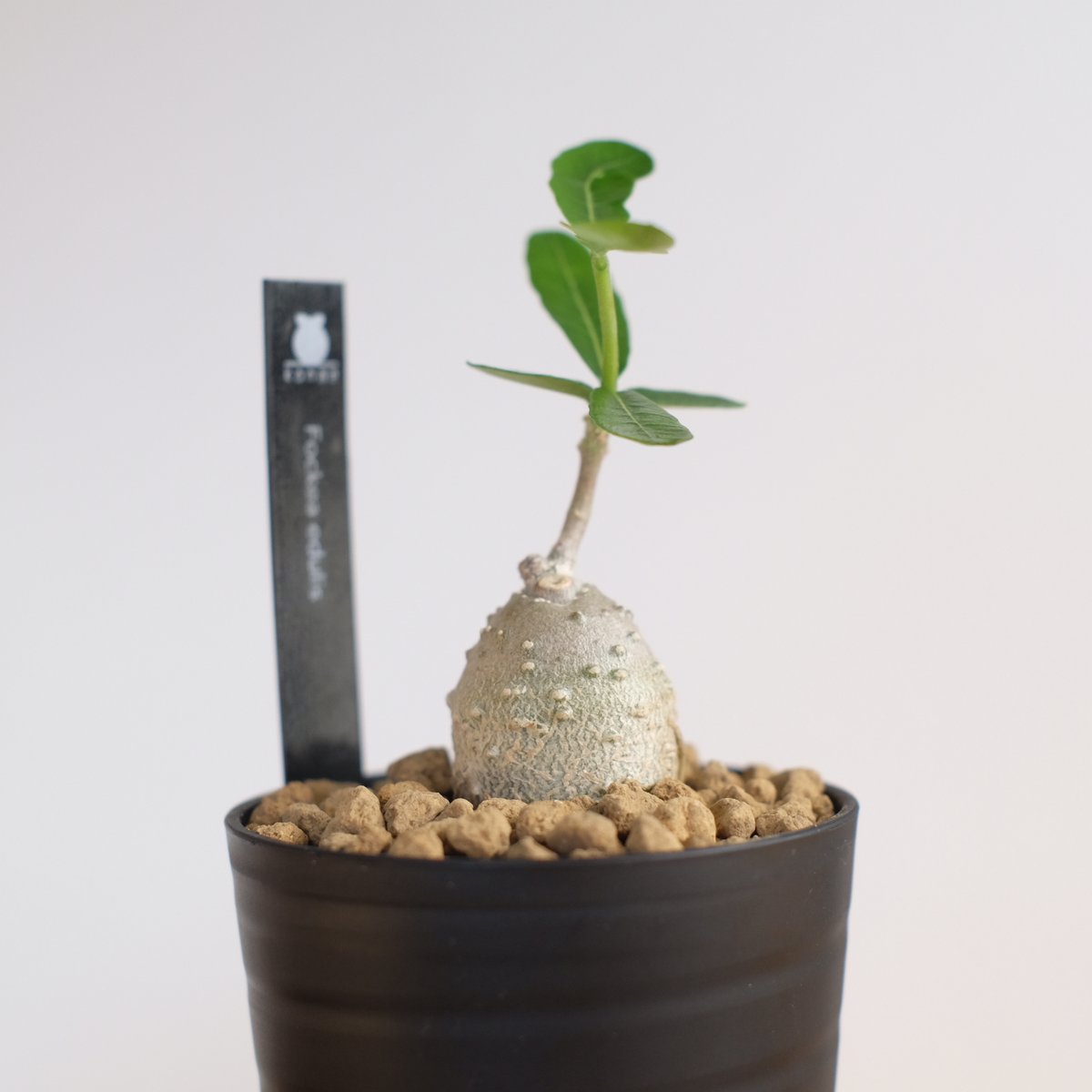 フォッケア エデュリス / Fockea edulis / KN1309 | 塊根植物 小苗専