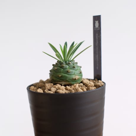 ユーフォルビア オベサ×鉄甲丸 / Euphorbia obesa×bupleurifolia / KN1559