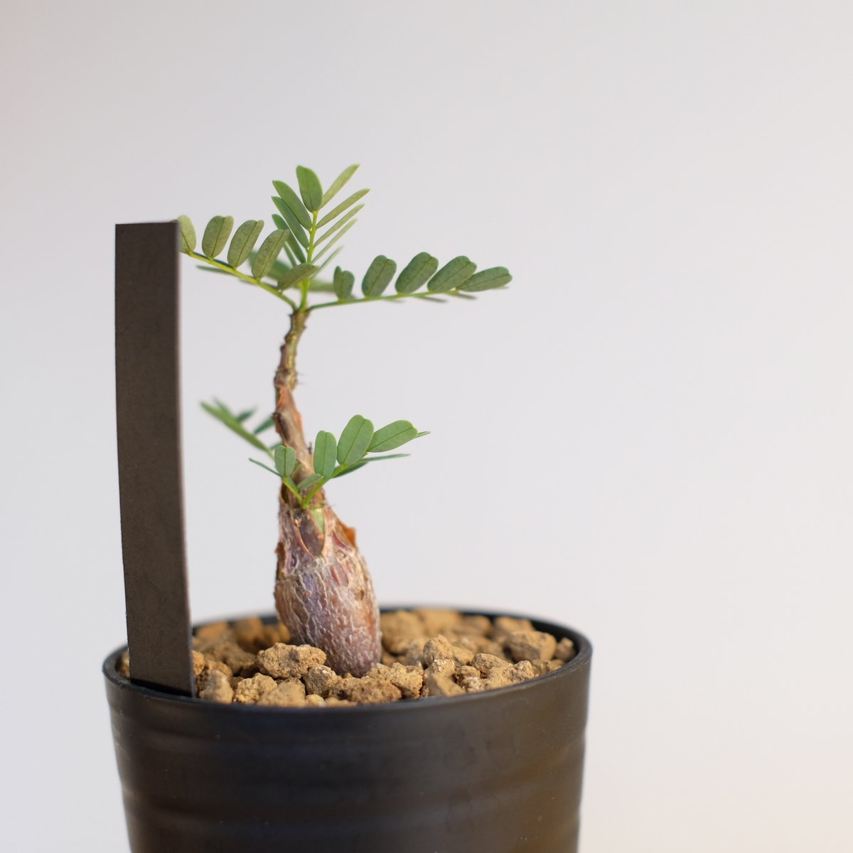 センナ メリディオナリス / Senna meridionalis | 塊根植物 小苗専門店