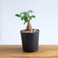ブルセラ ファガロイデス / Bursera fagaroides / KN1537