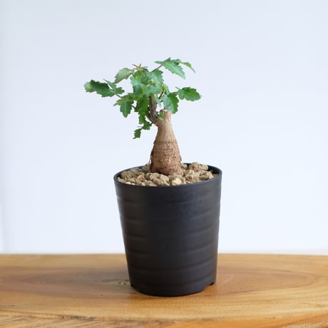 ブルセラ ファガロイデス / Bursera fagaroides / KN1537