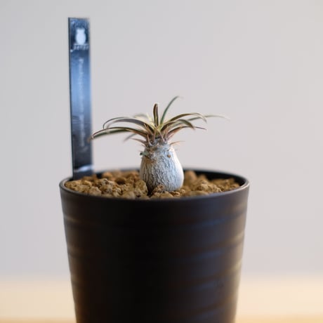 パキポディウム グラキリス / Pachypodium gracilius / KN1027