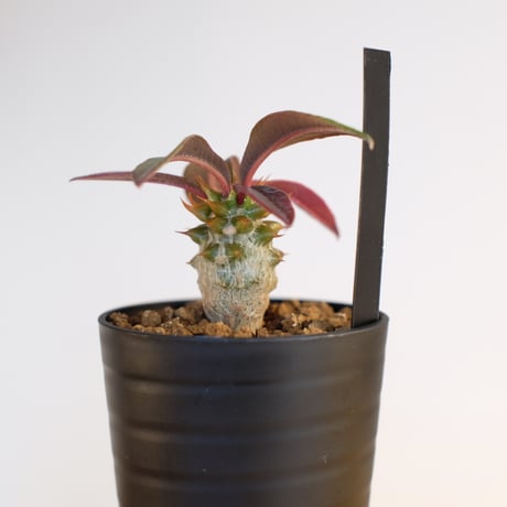 パキポディウム バロニー×ウィンゾリー / Pachypodium baronii×Windsorii