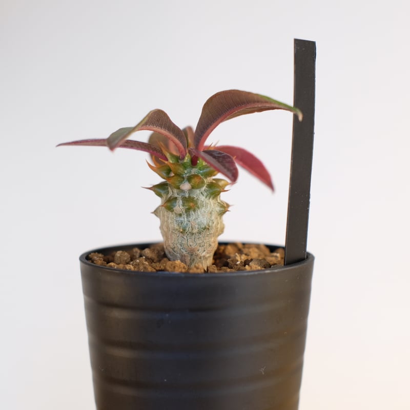 パキポディウム バロニー×ウィンゾリー / Pachypodium baronii×Winds