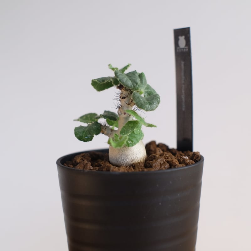 ヤトロファ マルギナータ / Jatropha marginata / KN1306 | 塊根