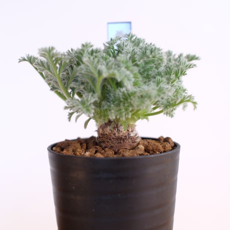 ペラルゴニウム アッペンディクラツム / pelargonium appendiclatum / KN1399