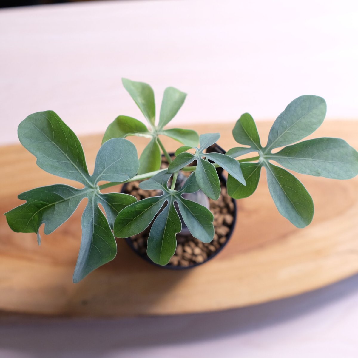アデニア グラウカ / Adenia glauca | 塊根植物 小苗専門店 konae アデニア グラウカ / Adenia glauca | 塊根植物 小苗専門店 konae