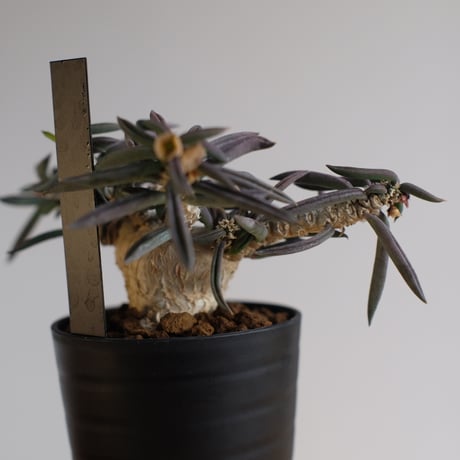 ユーフォルビア キリンドリフォリア トゥビフェラ / Euphorbia cylindrifolia var. tubufera