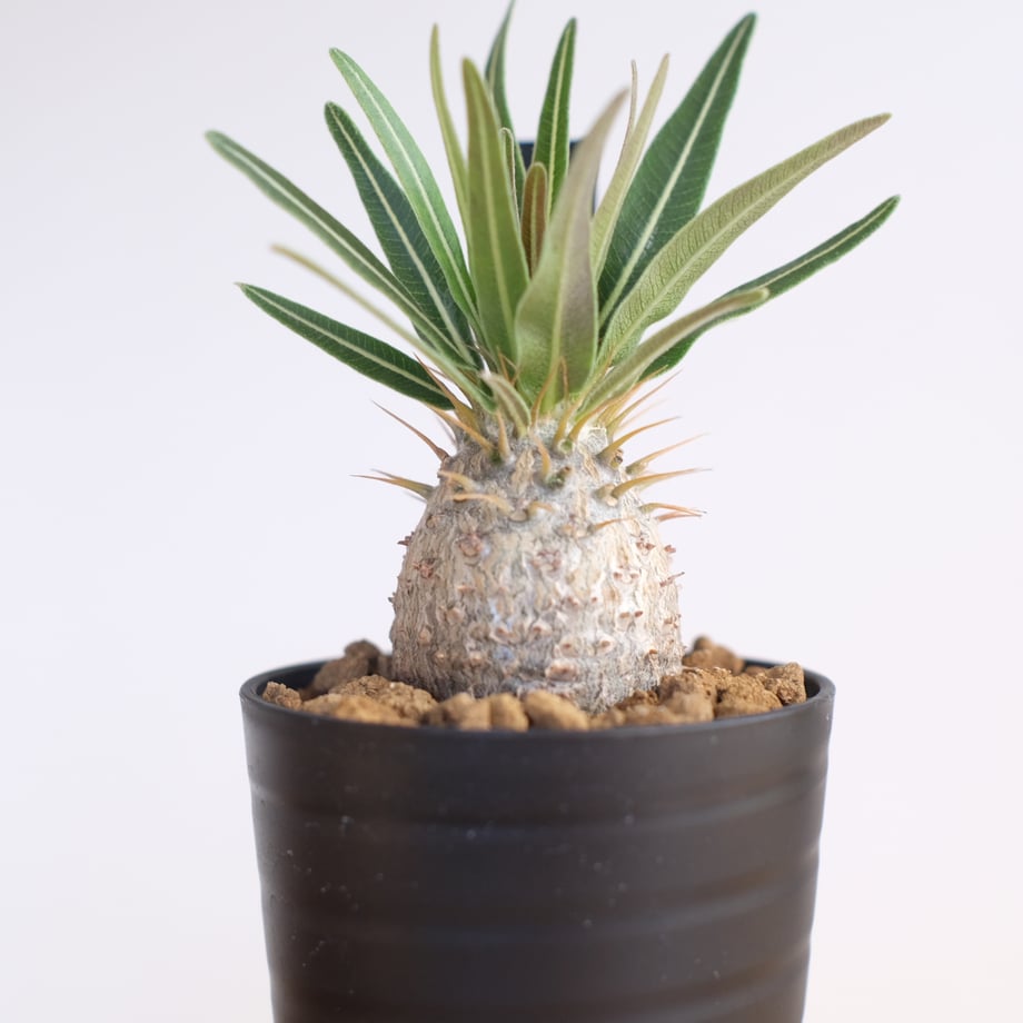 681aacedaf98d9621e4a3a6d