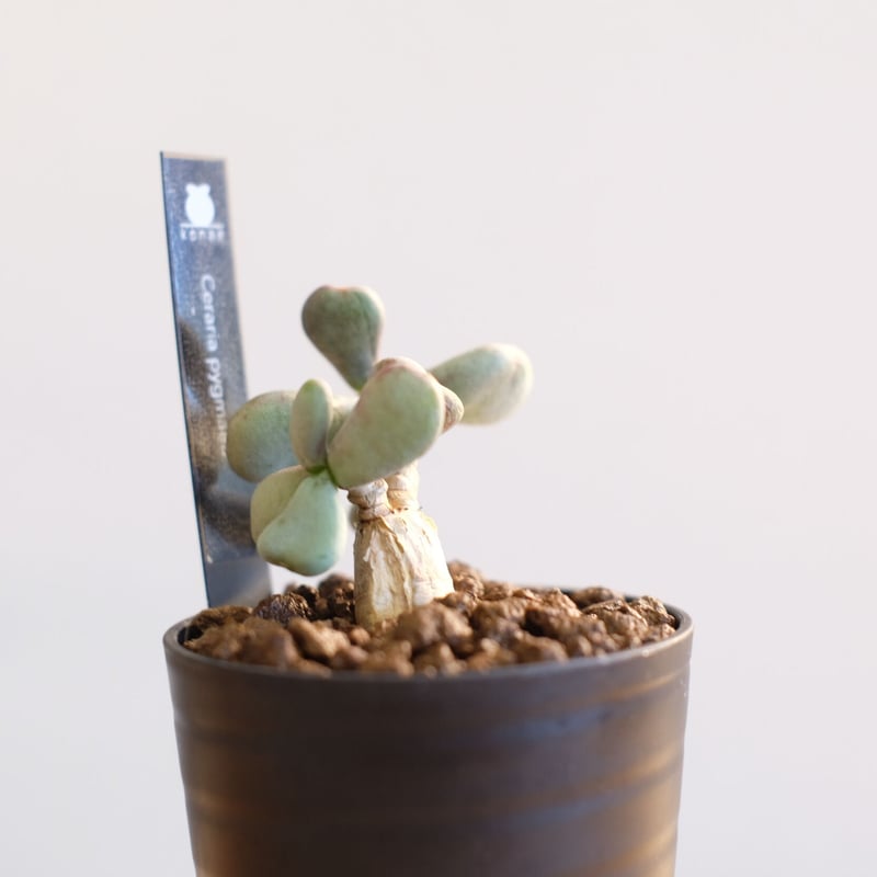 ケラリア ピグマエア / Ceraria pygmaea | 塊根植物 小苗専門店 ケラリア ピグマエア / Ceraria pygmaea | 塊根植物 小苗専門店