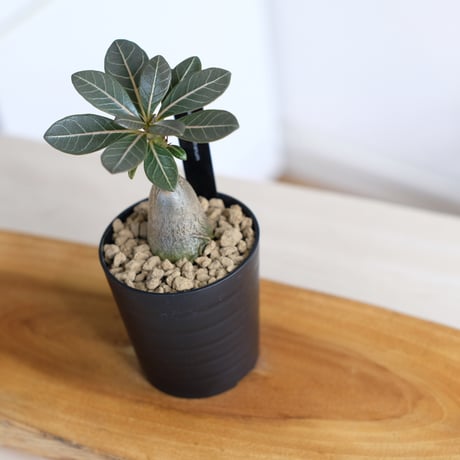 アデニウム ソコトラナム（純血）/ Adenium socotranum / KN1525