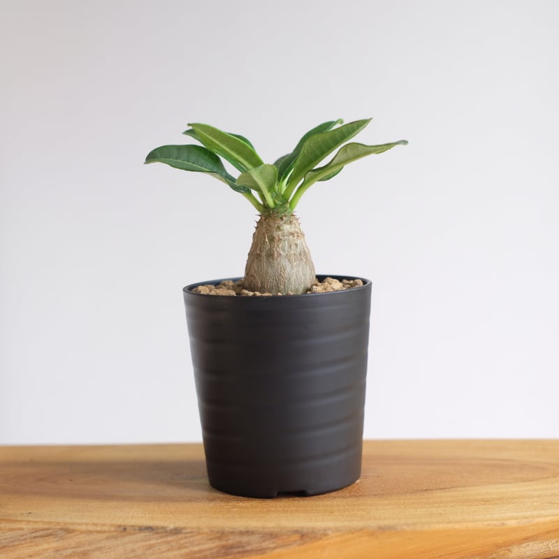 パキポディウム ウィンゾリー / Pachypodium Windsorii / KN1315