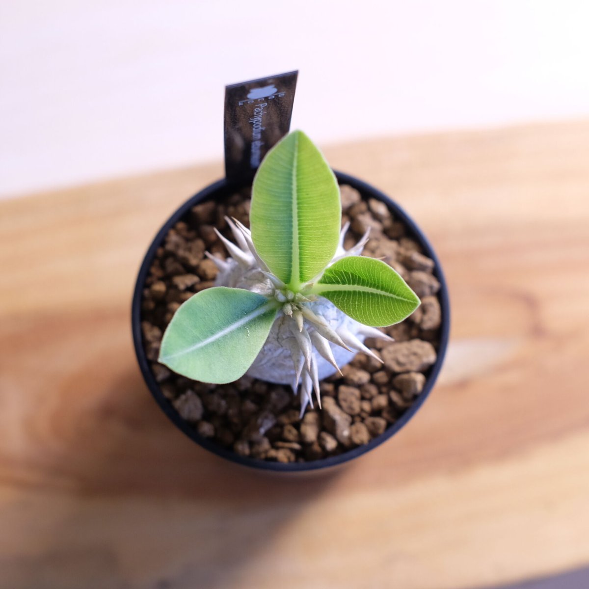 パキポディウム エブレネウム Pachypodium eburneum ② Pachypodium eburneum パキポディウム エブレネウム 実生no. 2