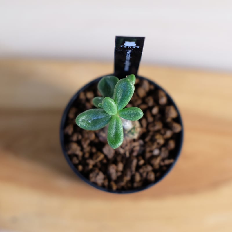 チレコドン スルフレウス / Tylecodon sulphureus | 塊根植物 小苗専門