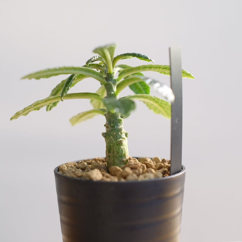 くまたそ【レア/塊根植物】ドルステニア ギガス 11 くまたそ様 専用【レア/塊根植物】ドルステニア ギガス 11