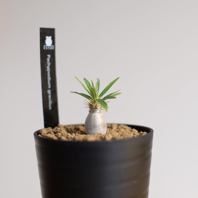 ぴっころです。 グラキリス Pachypodium gracilius ⑤ パキポディウム グラキリス Pachypodium Gracilius No.5 | ma