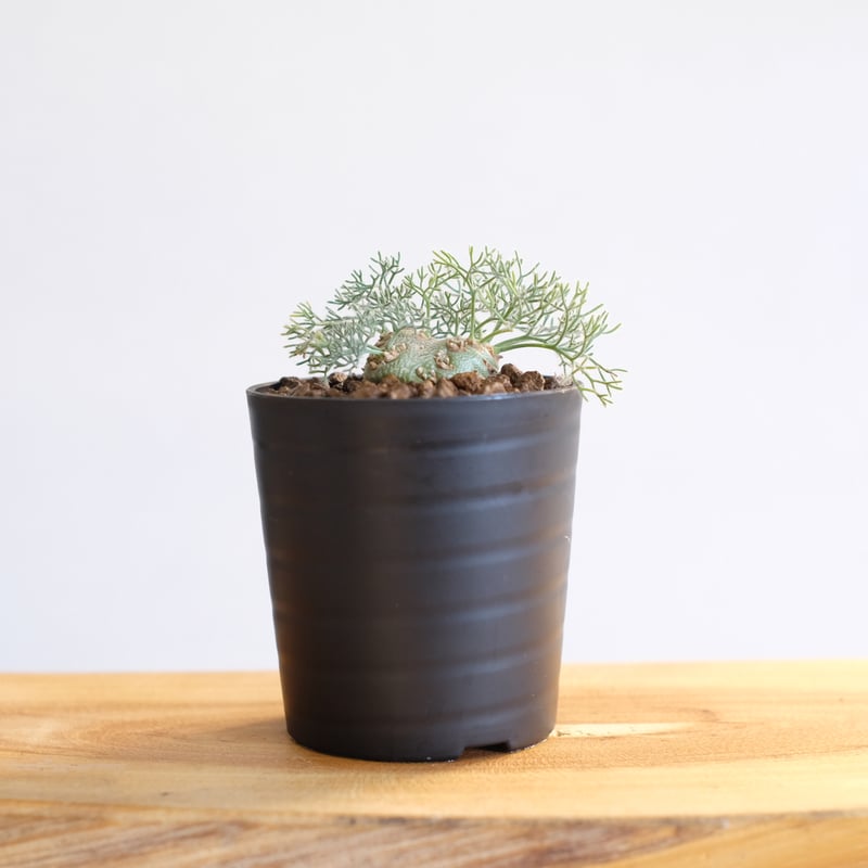 user_2916a88b専用　モンソニア　ペニクリナム2株セット モンソニア ペニクリナム 2株セット（サルコカウロン）実生2年【鉢ごと