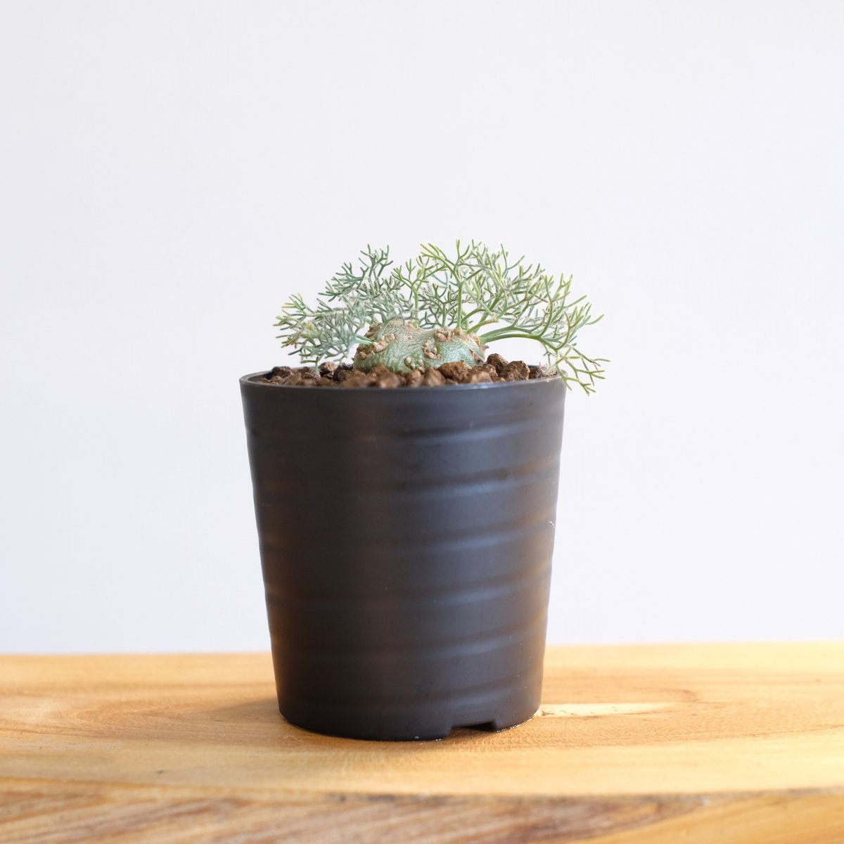 モンソニア ペニクリナ / Monsonia peniculina | 塊根植物 小苗 モンソニア ペニクリナ / Monsonia peniculina | 塊根植物 小苗