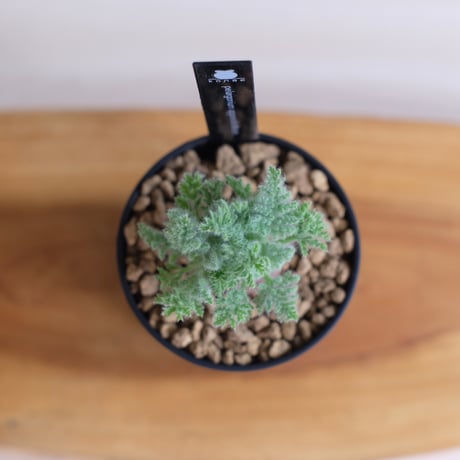 ペラルゴニウム アッペンディクラツム / pelargonium appendiclatum / KN1344