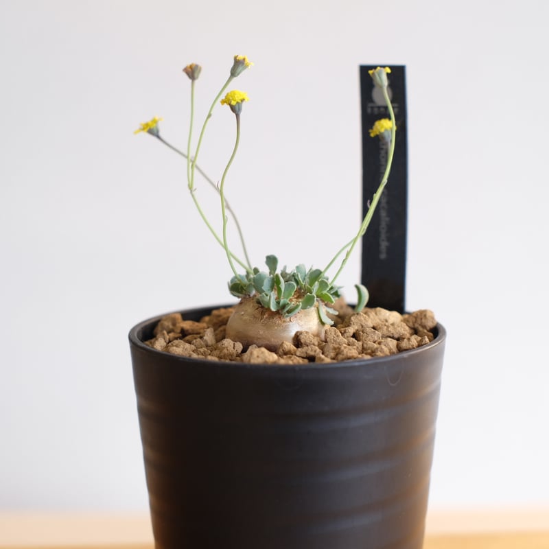 オトンナ カカリオイデス コレクション株 6.6cm 鉢のまま発送 オトンナ カカリオイデス コレクション株 6.6cm 鉢のまま発送