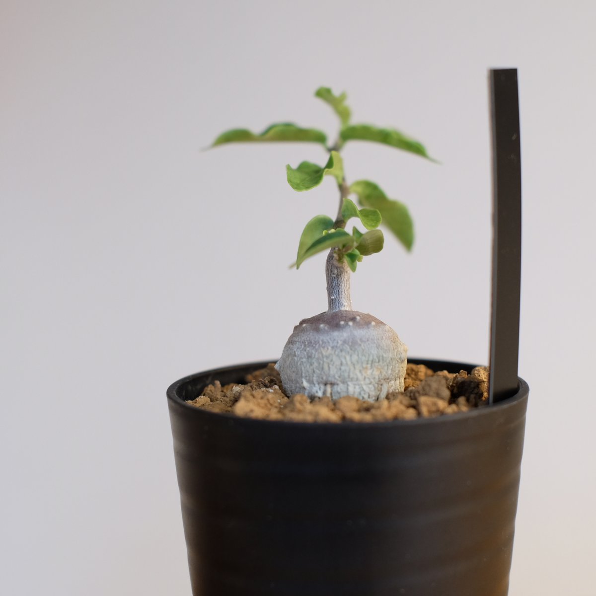 フォッケア エデュリス / Fockea edulis | 塊根植物 小苗専門店 konae