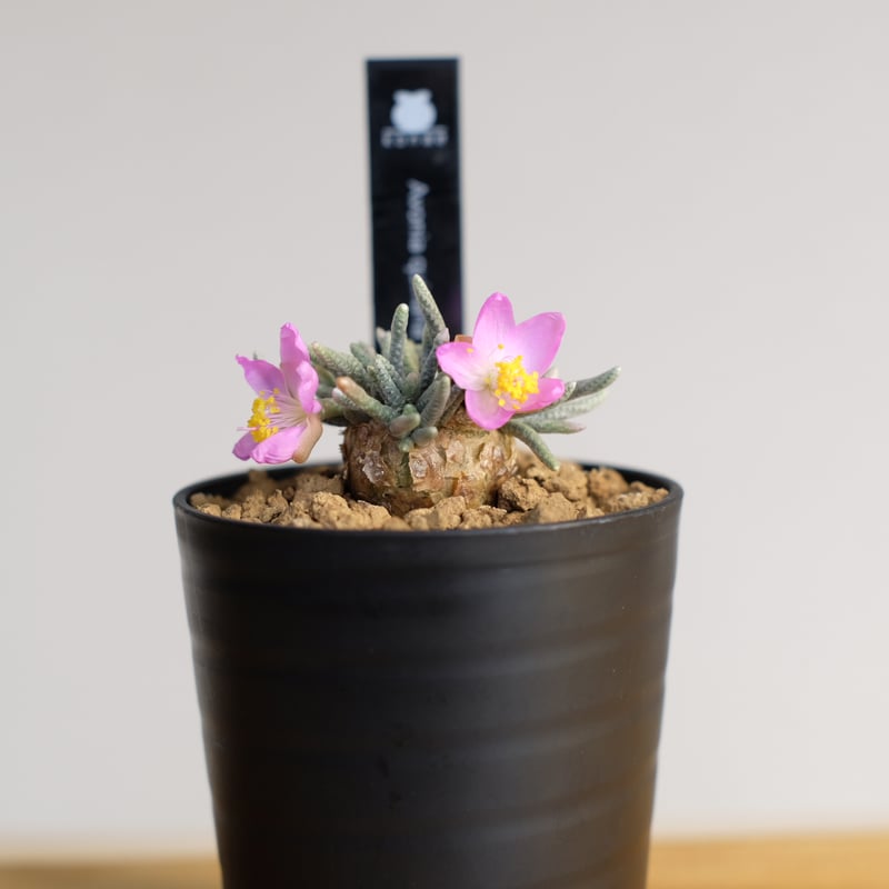 アボニア クイナリア / Avonia quinaria | 塊根植物 小苗専門店 konae