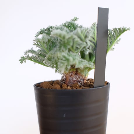 ペラルゴニウム アッペンディクラツム / pelargonium appendiclatum / KN1399