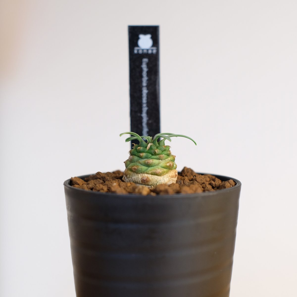 オベサ鉄甲 ユーフォルビア オベサ×鉄甲丸 Euphorbia obesa×bupleurifolia |