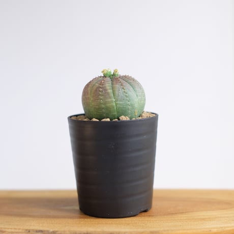 ユーフォルビア オベサ / Euphorbia obesa / KN1228