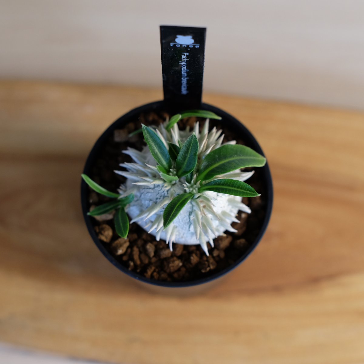 Pachypodium brevicaule パキポディウム・ブレビカウレ Pachypodium brevicaule【パキポディウム・ブレビカウレ】 | Pay ID