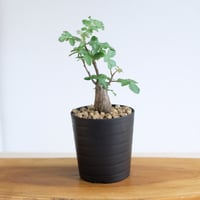 ブルセラ ファガロイデス / Bursera fagaroides / KN1568