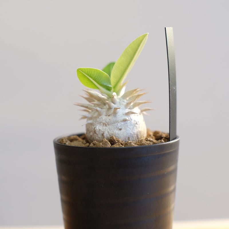 パキポディウム エブレネウム / Pachypodium eburneum | 塊根植物 小苗