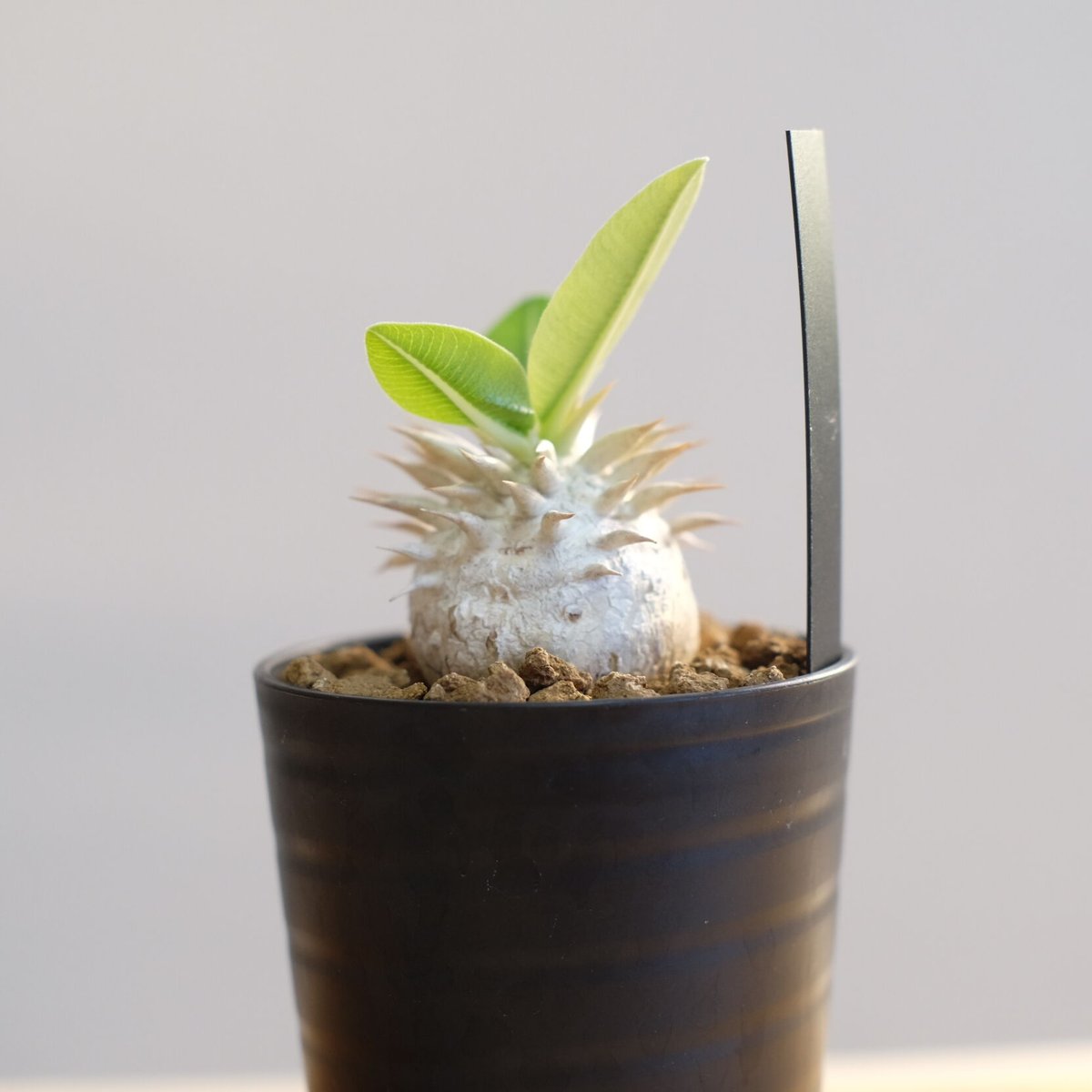 パキポディウム エブレネウム Pachypodium eburneum ① パキポディウム エブレネウム Pachypodium eburneum No.1 | mana