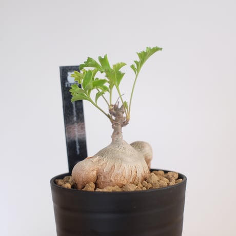 ペラルゴニウム パキポディウム / Pelargonium sp. cf. pachypodium / KN1371