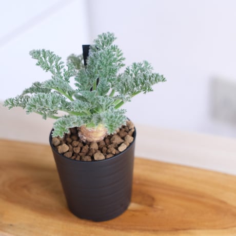 ペラルゴニウム アッペンディクラツム / pelargonium appendiclatum / KN1216