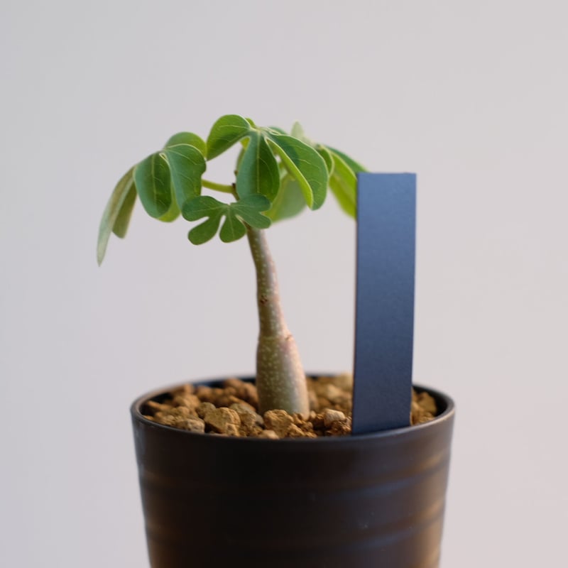 シャカリキ てる　アデニアグラウカ シャカリキ てる アデニアグラウカ アデニア グラウカ（幻蝶かずら