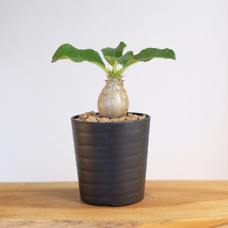 パキポディウム ウィンゾリー / Pachypodium Windsorii | 塊根 パキポディウム ウィンゾリー / Pachypodium Windsorii | 塊根