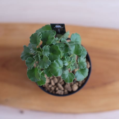 ペラルゴニウム ゼロフィトン / Pelargonium xerophyton / KN1393