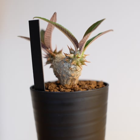 パキポディウム バロニー×ウィンゾリー / Pachypodium baronii×Windsorii