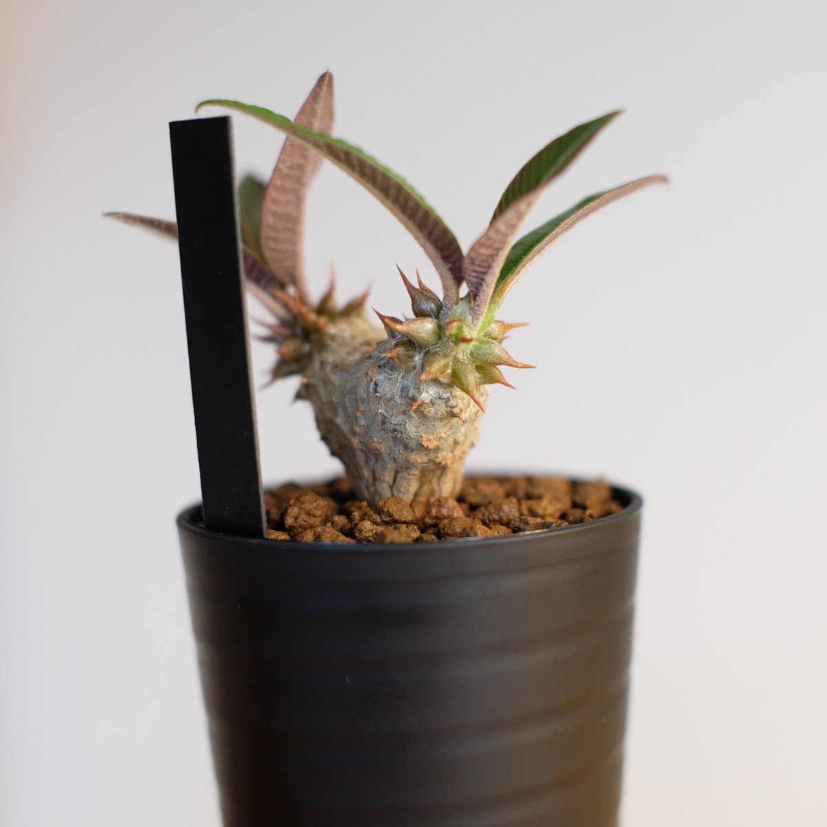 パキポディウム バロニー×ウィンゾリー / Pachypodium baronii