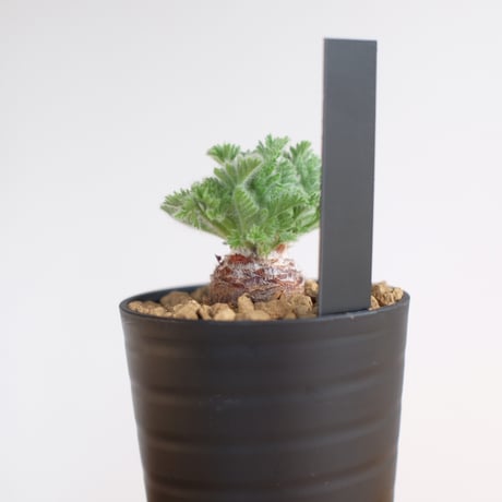 ペラルゴニウム アッペンディクラツム / pelargonium appendiclatum / KN1344