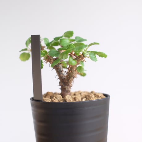 ペラルゴニウム ゼロフィトン / Pelargonium xerophyton / KN1346