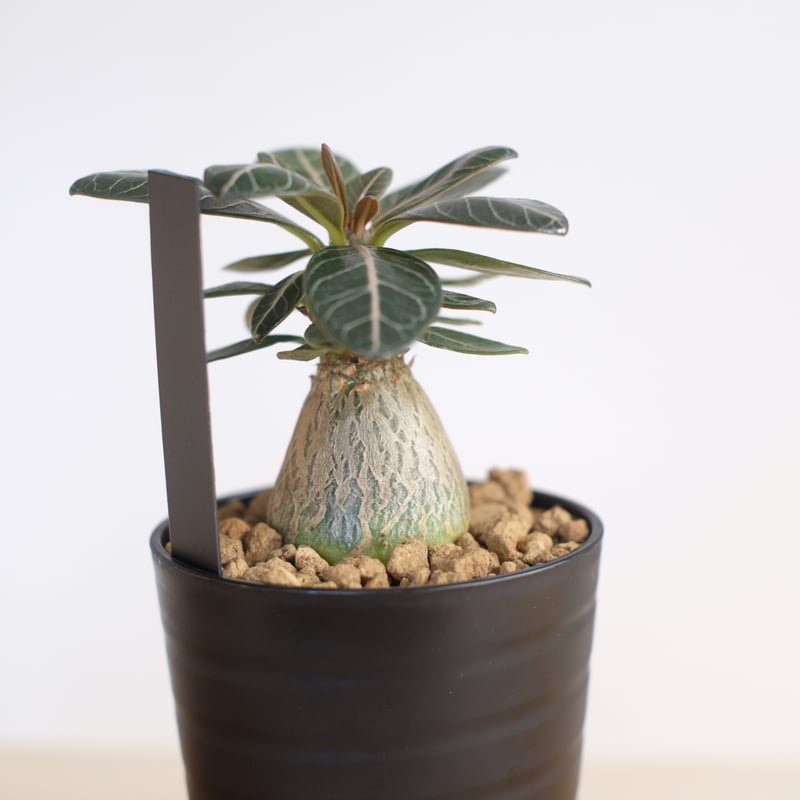 アデニウム　ソコトラナム　純血 アデニウム ソコトラナム 実生 純血 アデニウム・ソコトラナム実生