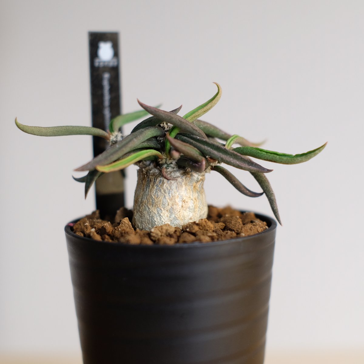 ユーフォルビア キリンドリフォリア トゥビフェラ / Euphorbia cylindri